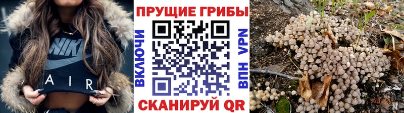 darknet клад Глазов Псилоцибиновые грибы Cubensis